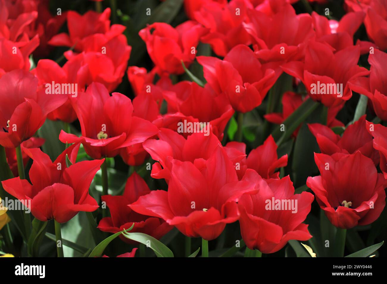 Rote Triumph Tulpen (Tulipa) Einladung blühen in einem Garten im April Stockfoto