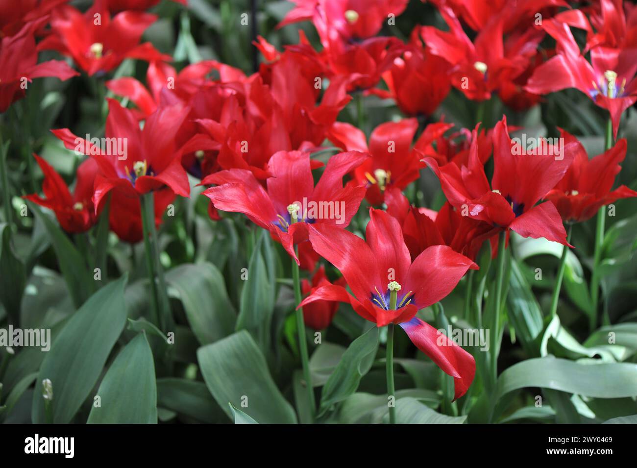 Rote Triumph Tulpen (Tulipa) Einladung blühen in einem Garten im April Stockfoto