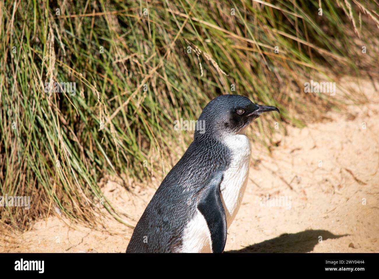 Pinguine haben einen großen Kopf, einen kurzen Hals und einen langen Körper. Ihre Schwänze sind kurz, steif und keilförmig. Stockfoto