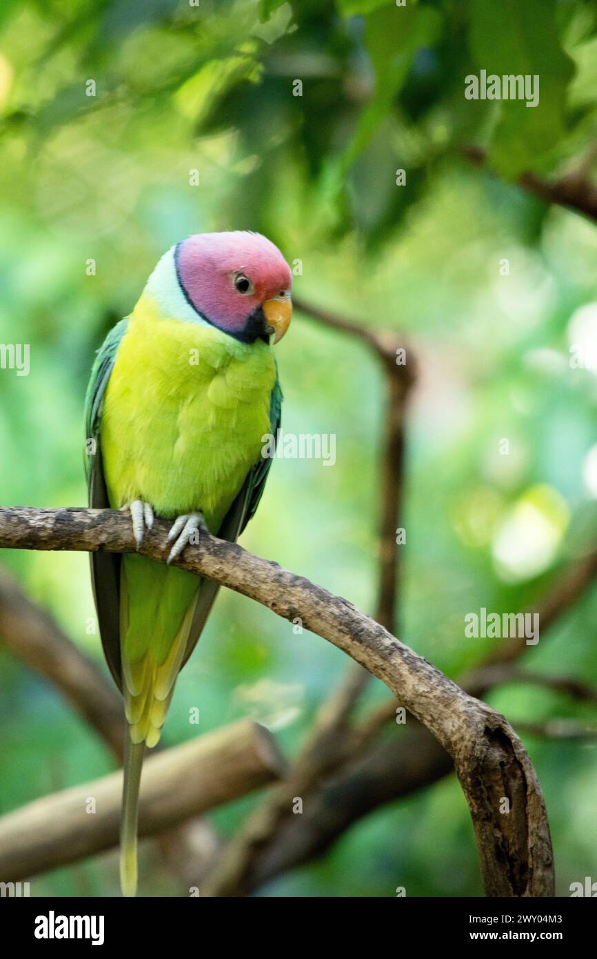 Der Pflaumensittich ist ein hauptsächlich grüner Papagei. Das Männchen hat einen roten Kopf, der auf der Rückseite der Krone, im Nacken und auf den Wangen violett-blau ist. Stockfoto