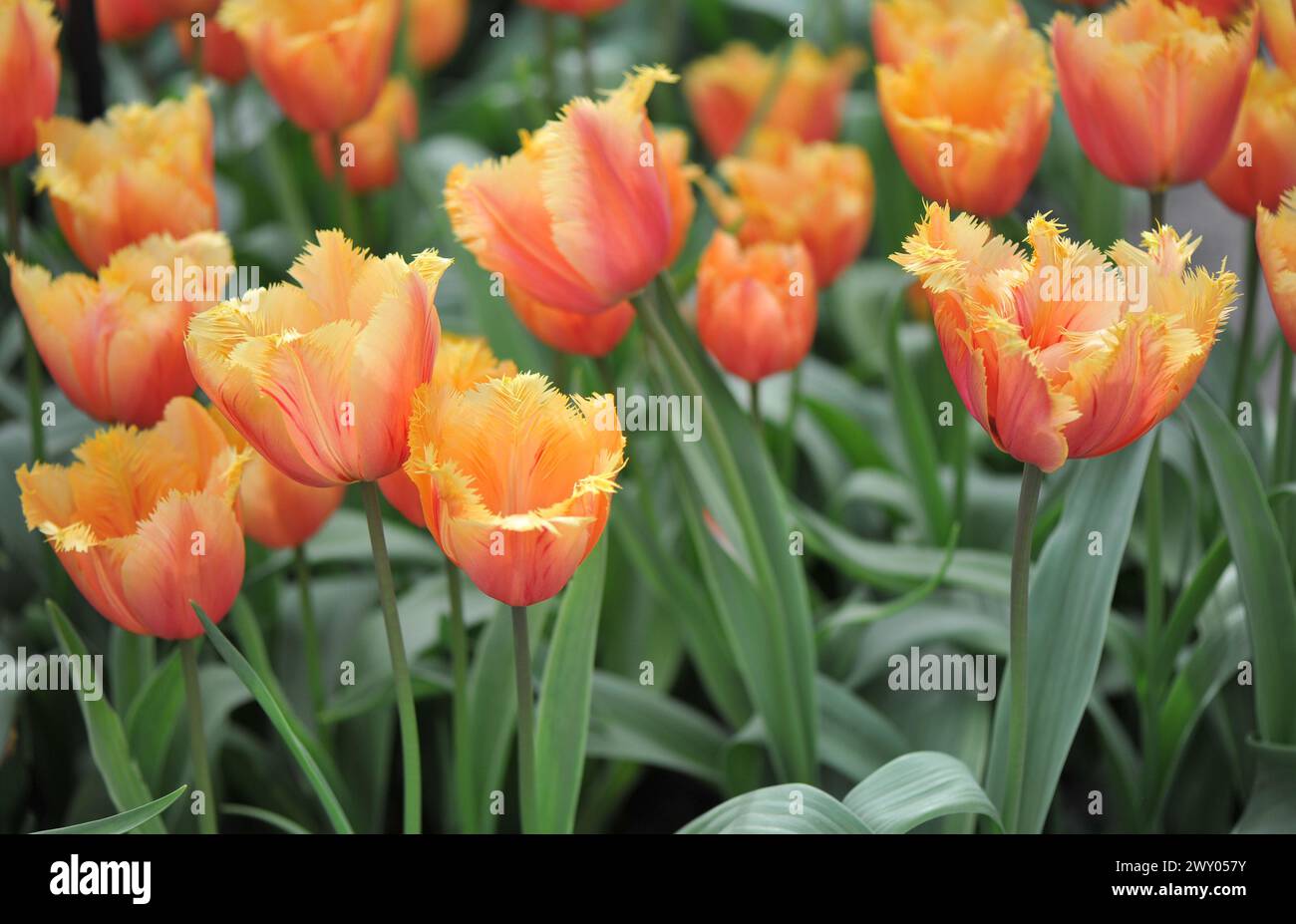 Im April blühen in einem Garten Orangen gesäumte Tulpen (Tulipa) Lambada Stockfoto