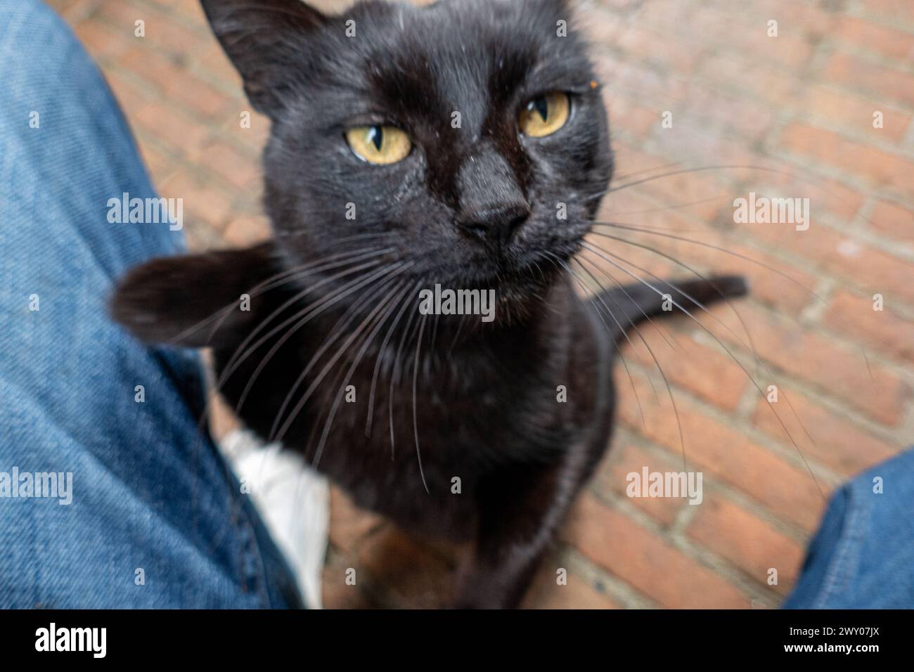 Eine liebevolle streunende Katze in Italien Stockfoto