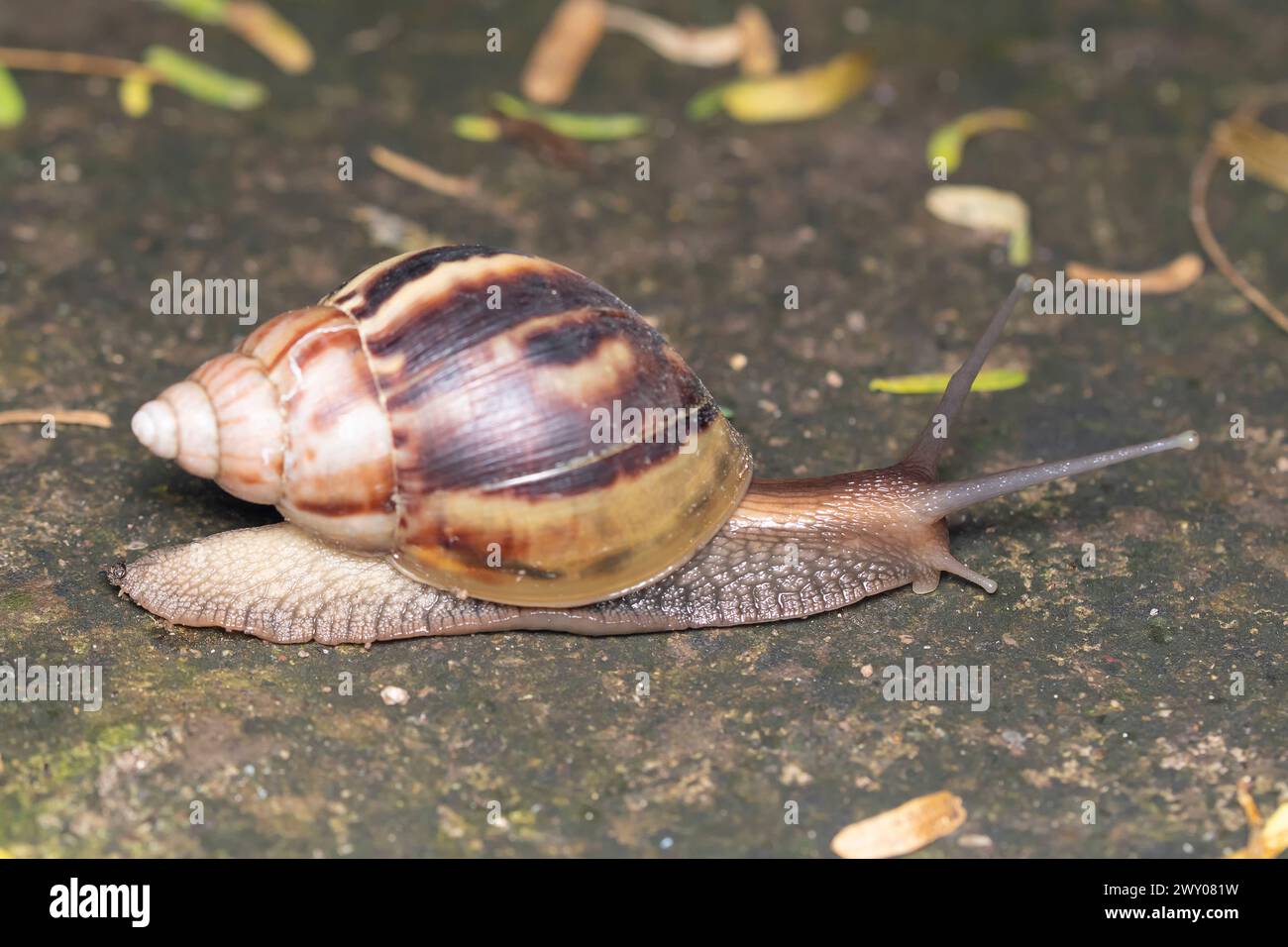 Eine Nahaufnahme von Achatina fulica, einer großen Landschnecke, die über eine feuchte Oberfläche mit Blättern gleitet. Stockfoto