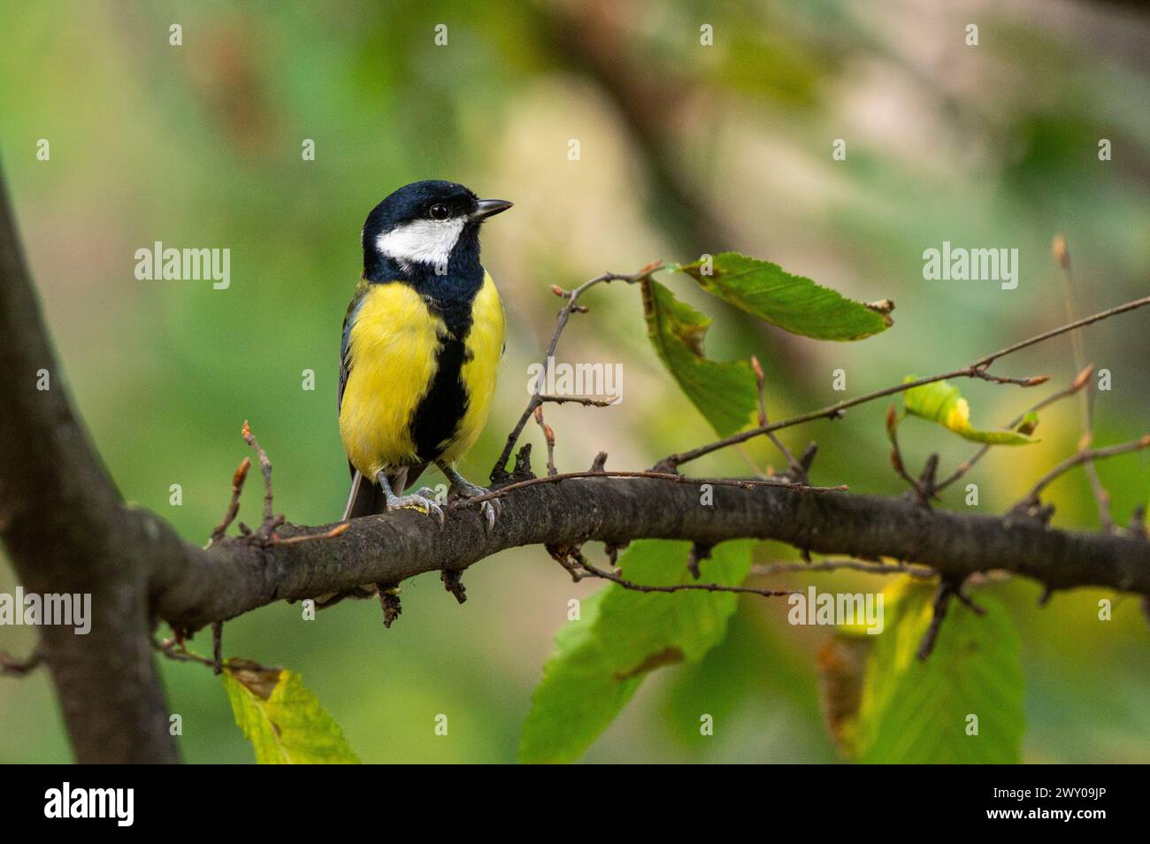 Ein Vogel auf einem Baumzweig mit verstreuten Blättern Stockfoto