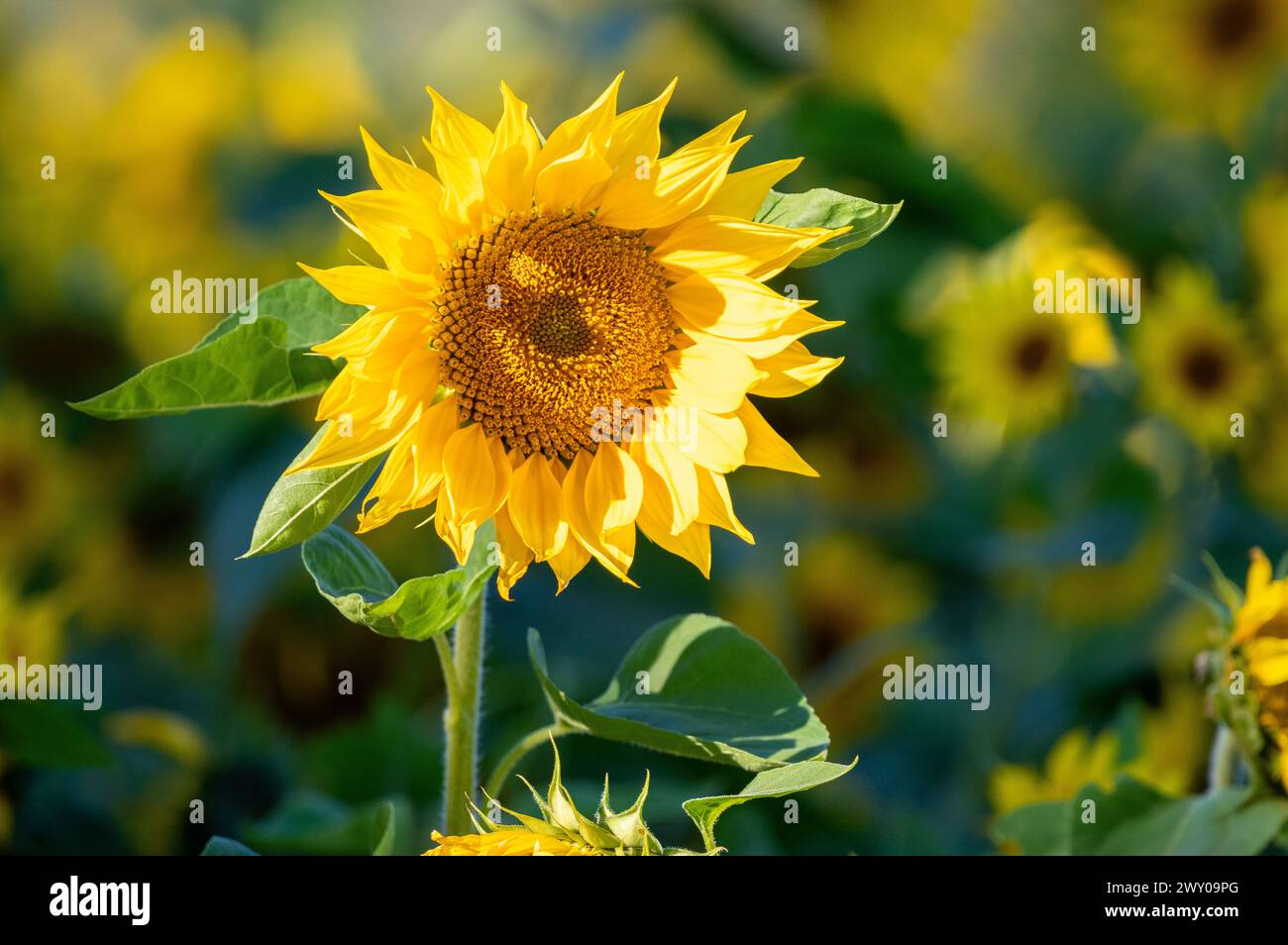 Am Nachmittag blühen auf einem Feld leuchtende Sonnenblumen Stockfoto