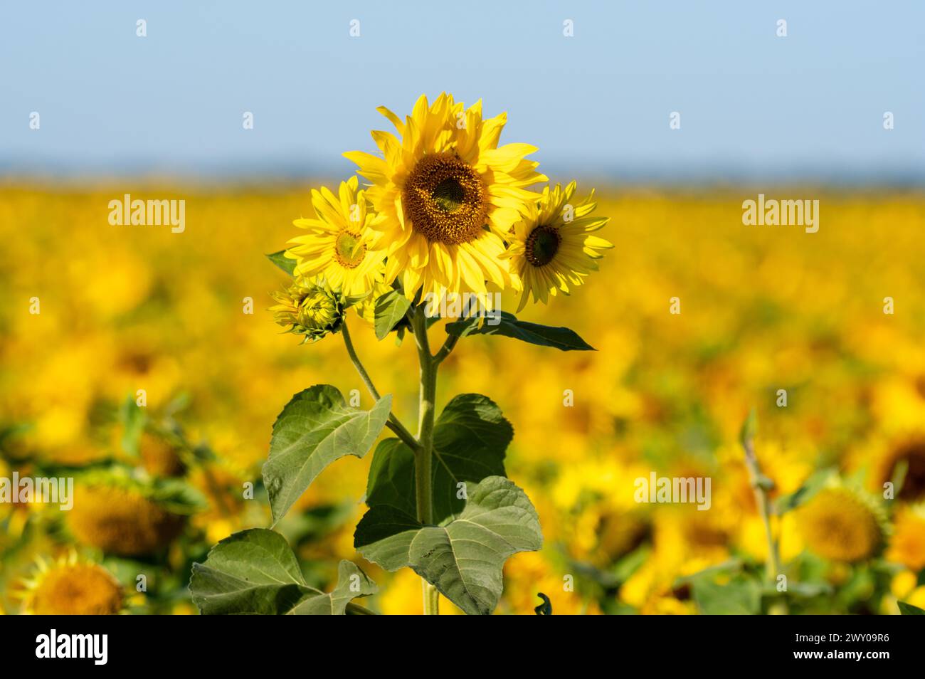 Blühende Sonnenblumen vor blauem Himmel Stockfoto