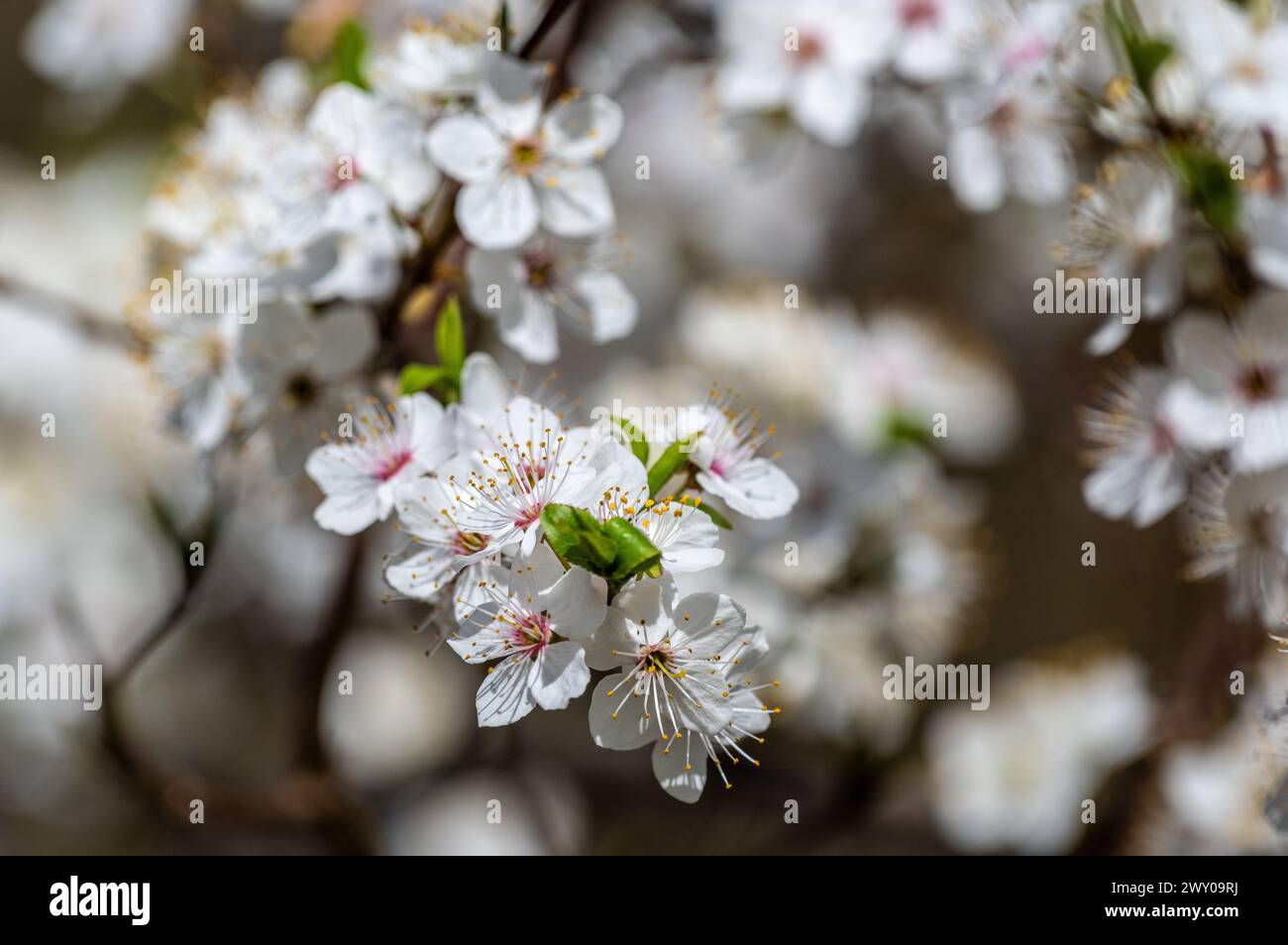 Nahaufnahme von Kirschbaumblüten in voller Blüte Stockfoto