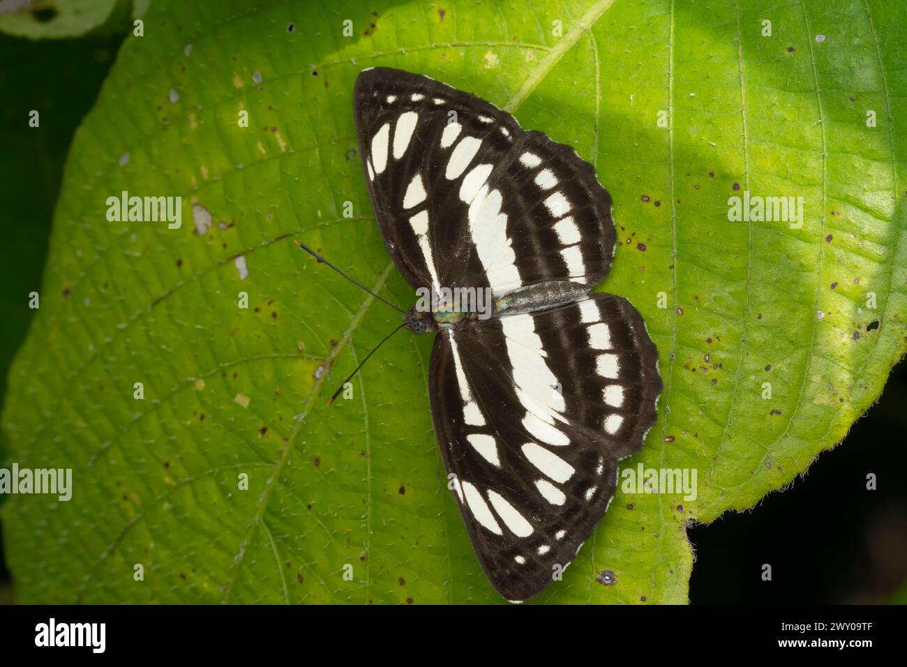 Der gemeine Seemann-Schmetterling Neptis hyla varmona, auf einem leuchtend grünen Blatt thront. Stockfoto