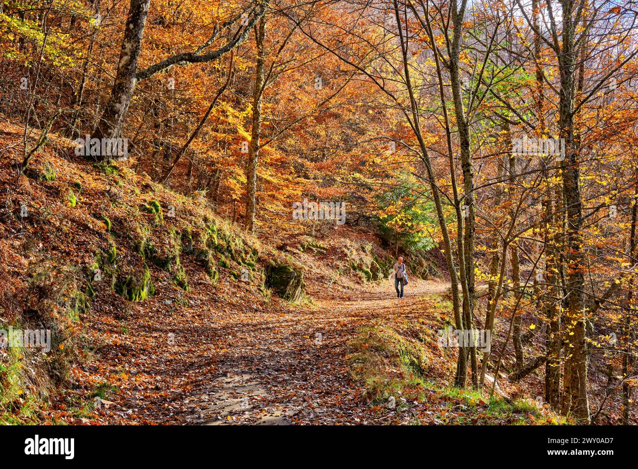 Buchen (Fagus sylvatica) Wald von São Lourenco im Herbst. Wanderwege im Wald. Manteigas, Naturpark Serra da Estrela. Portugal Stockfoto