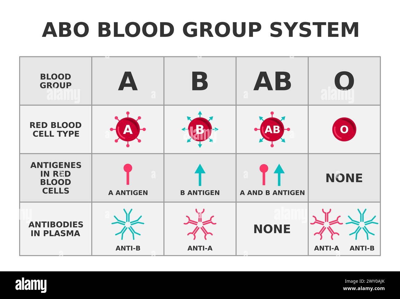 ABO-Blutgruppensystem. Blutgruppen mit Anitigenen und Antikörpern. Diagramm mit roten Blutkörperchen. Medizinisch-wissenschaftliche Ausbildung. Vektorabbildung. Stock Vektor