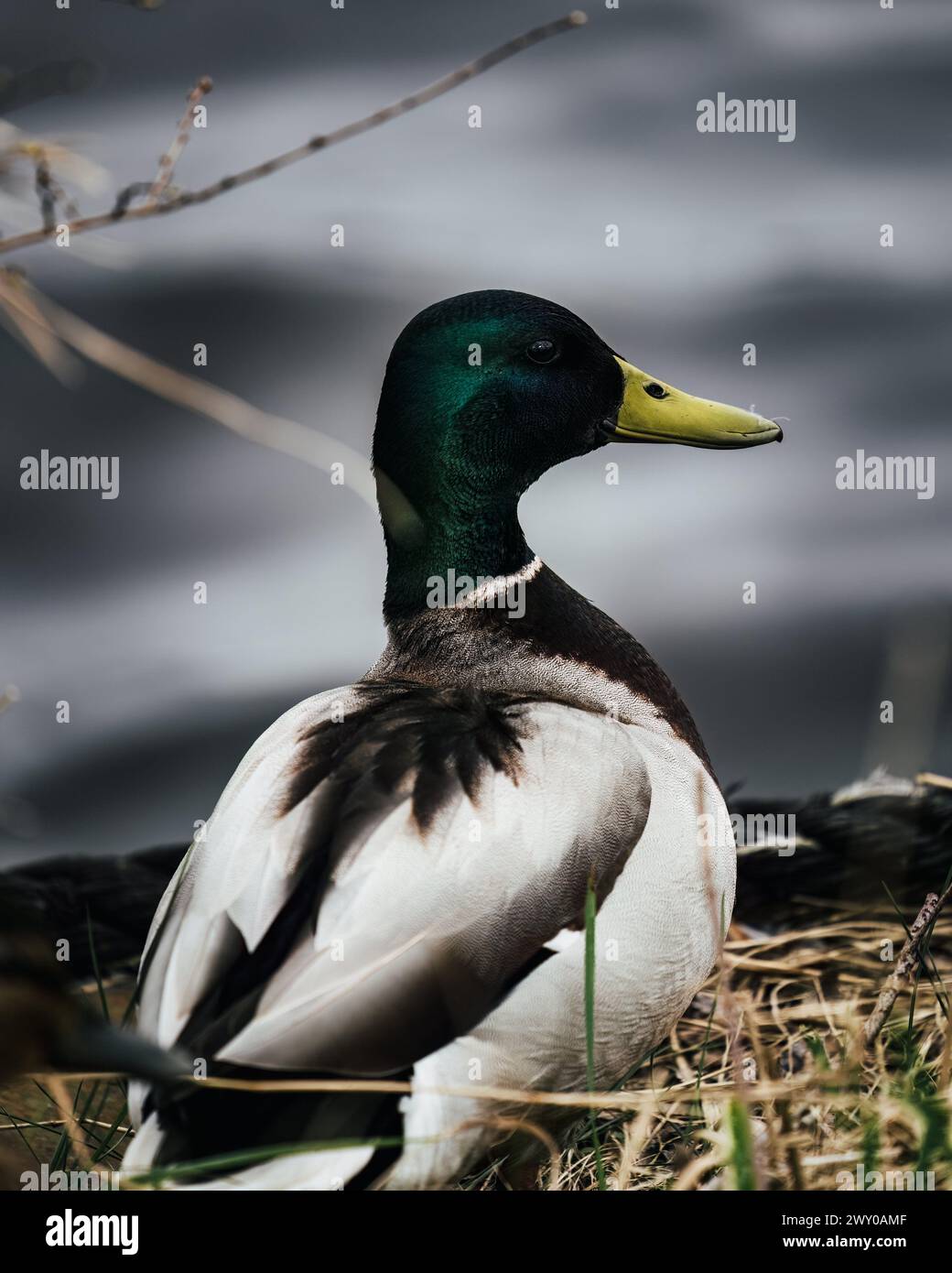 Eine Ente mit gelbem Schnabel steht auf Gras in der Nähe von Wasser Stockfoto