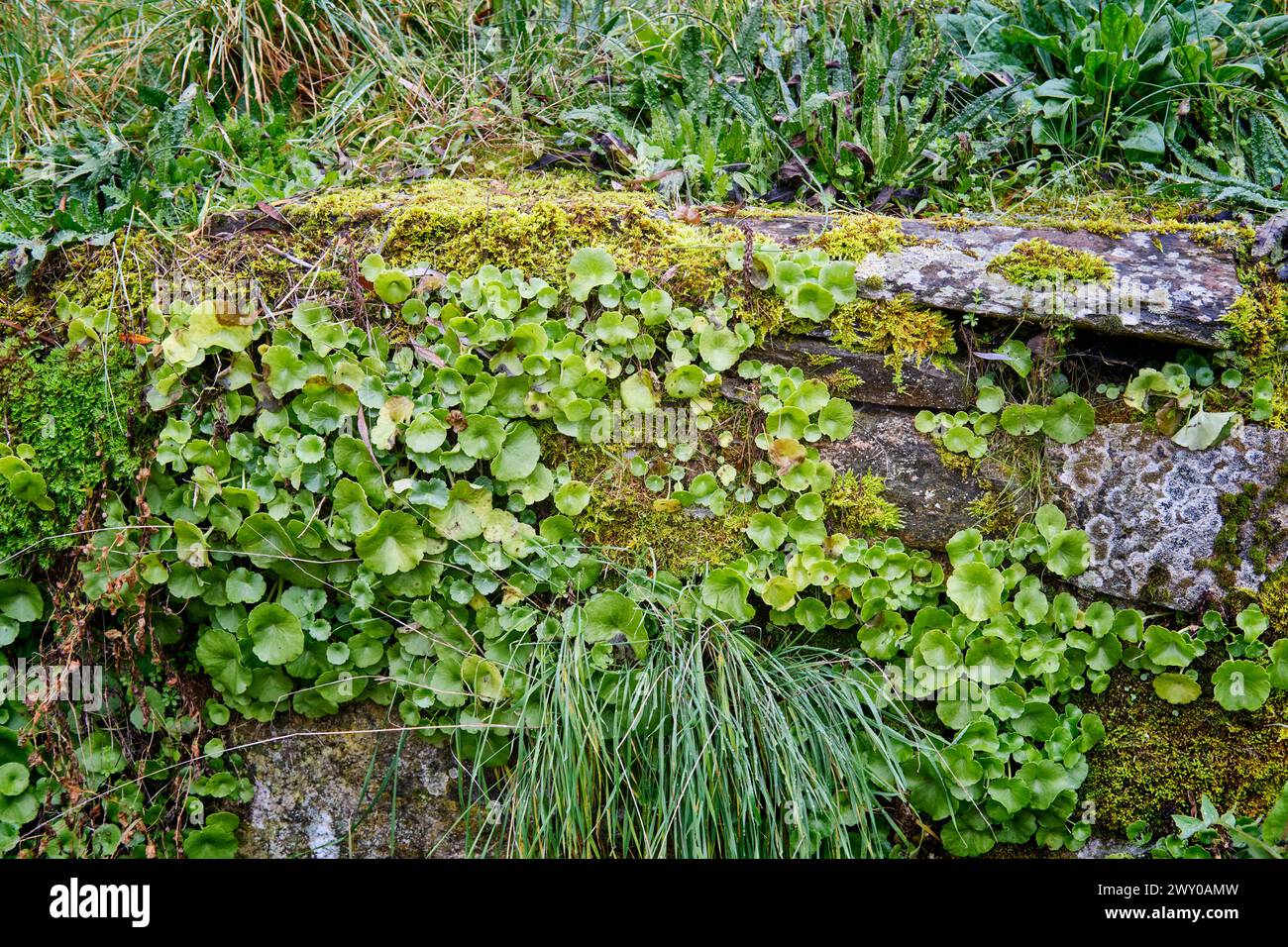 Alte Steinmauern voller Moos in der Nähe des Flusses Fresno. Miranda do Douro, Trás-os-Montes. Portugal Stockfoto