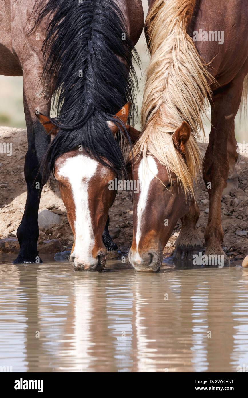Die Wildpferdeherde des Onaqui Mountain hat eine leichte bis mittelschwere Struktur und ist in Farben wie Sauerampfer, roan, Buchleder, Schwarz, Palomino, und grau. Stockfoto