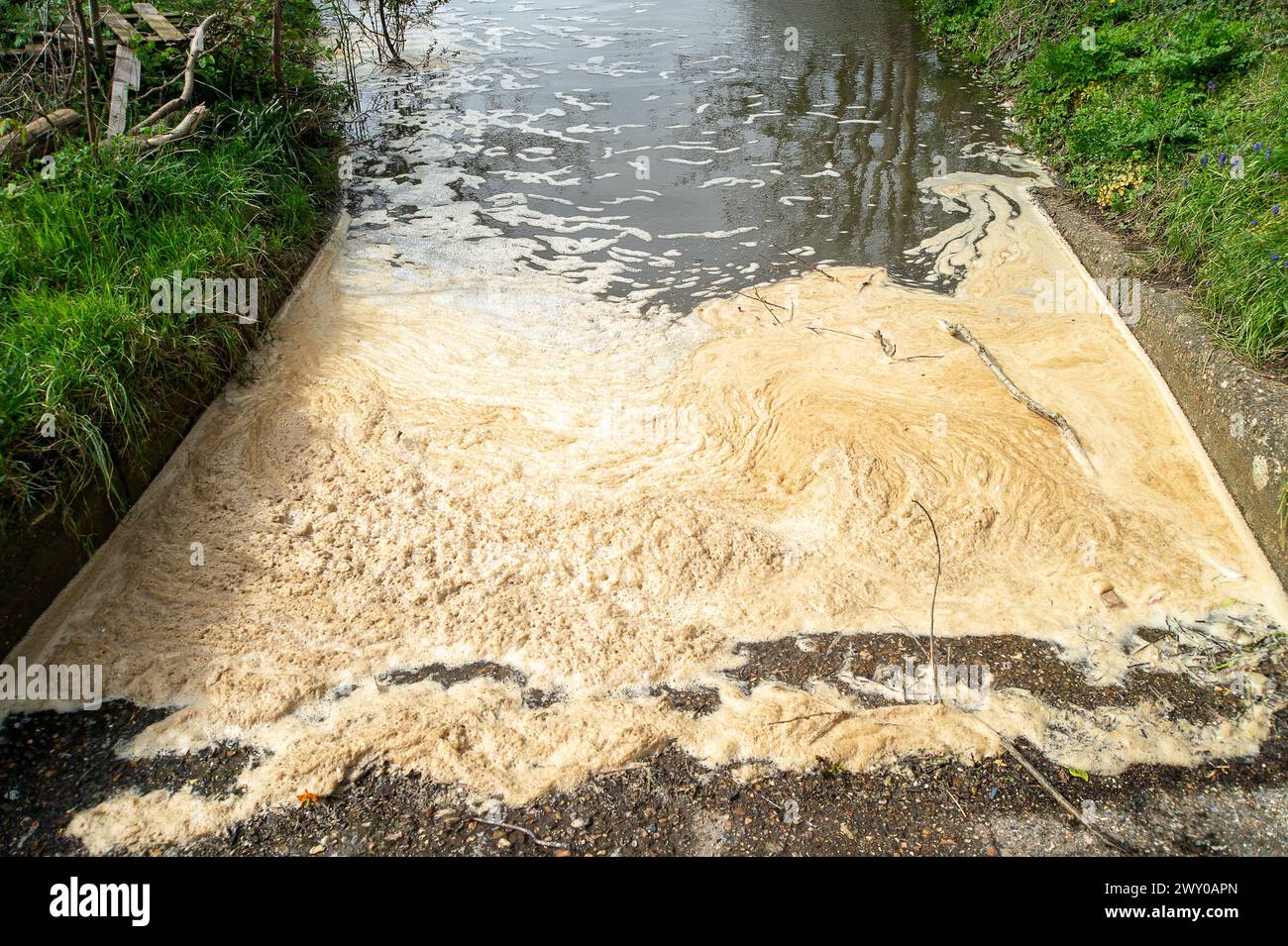 Weybridge, Großbritannien. April 2024. Abwasser schwimmt auf der Themse in Weybridge, Surrey. Das Wasser der Themse leitet an vielen Stellen in den Homes Counties und London Abwasser in die Themse ab. Das Wasser der Themse wird aufgrund ihrer schrecklichen Bilanz bei Abwassereinleitungen, mangelnden Investitionen und Dividenden an ausländische Investoren ins Rampenlicht gerückt. Es gibt Forderungen nach Renationalisierung des Themsewassers. Quelle: Maureen McLean/Alamy Live News Stockfoto