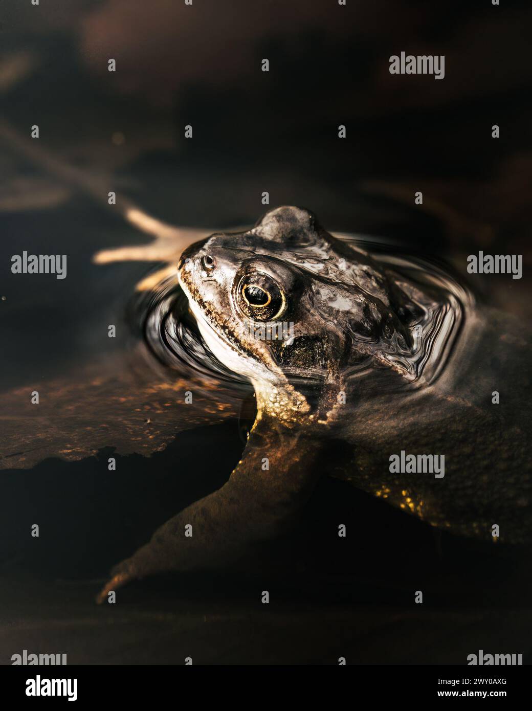 Ein großer Frosch, der auf der Wasseroberfläche liegt Stockfoto