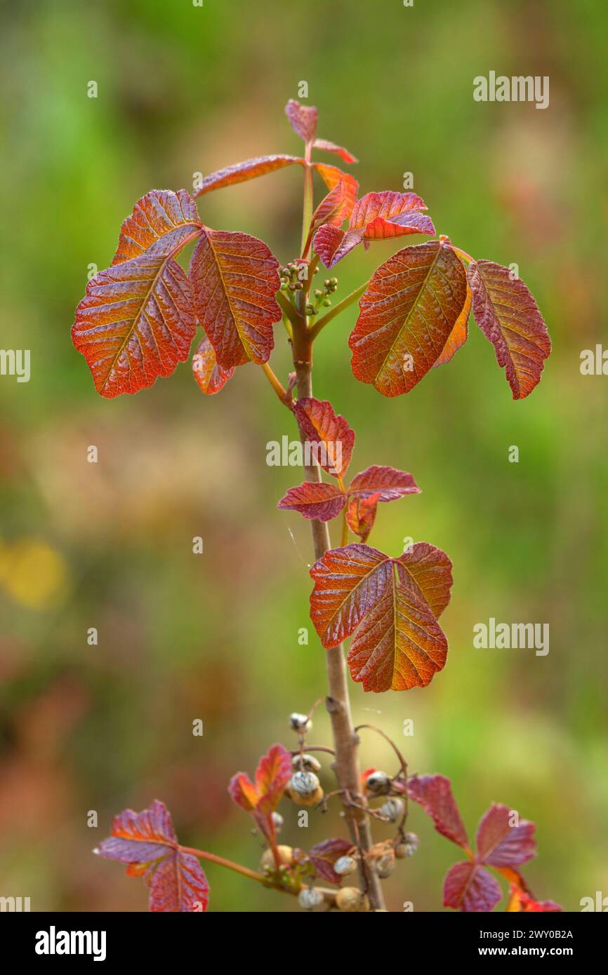 Gifteiche (Toxicodendron pubescens), North Bank Habitat Management Area, Roseburg District Bureau of Land Management, Oregon Stockfoto