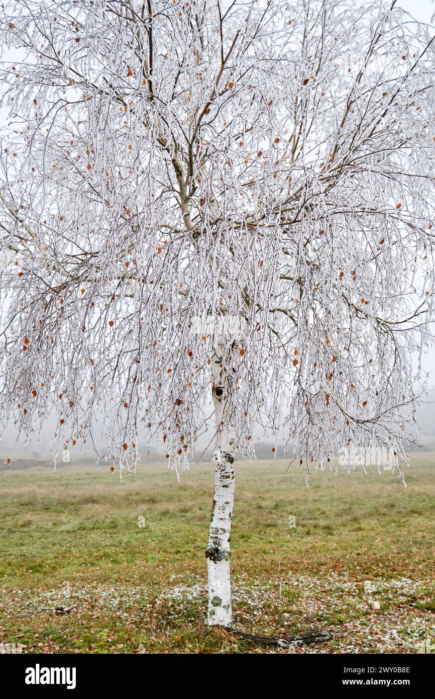 Milchbirke im Winter. Constantim, Miranda do Douro. Trás-os-Montes, Portugal Stockfoto