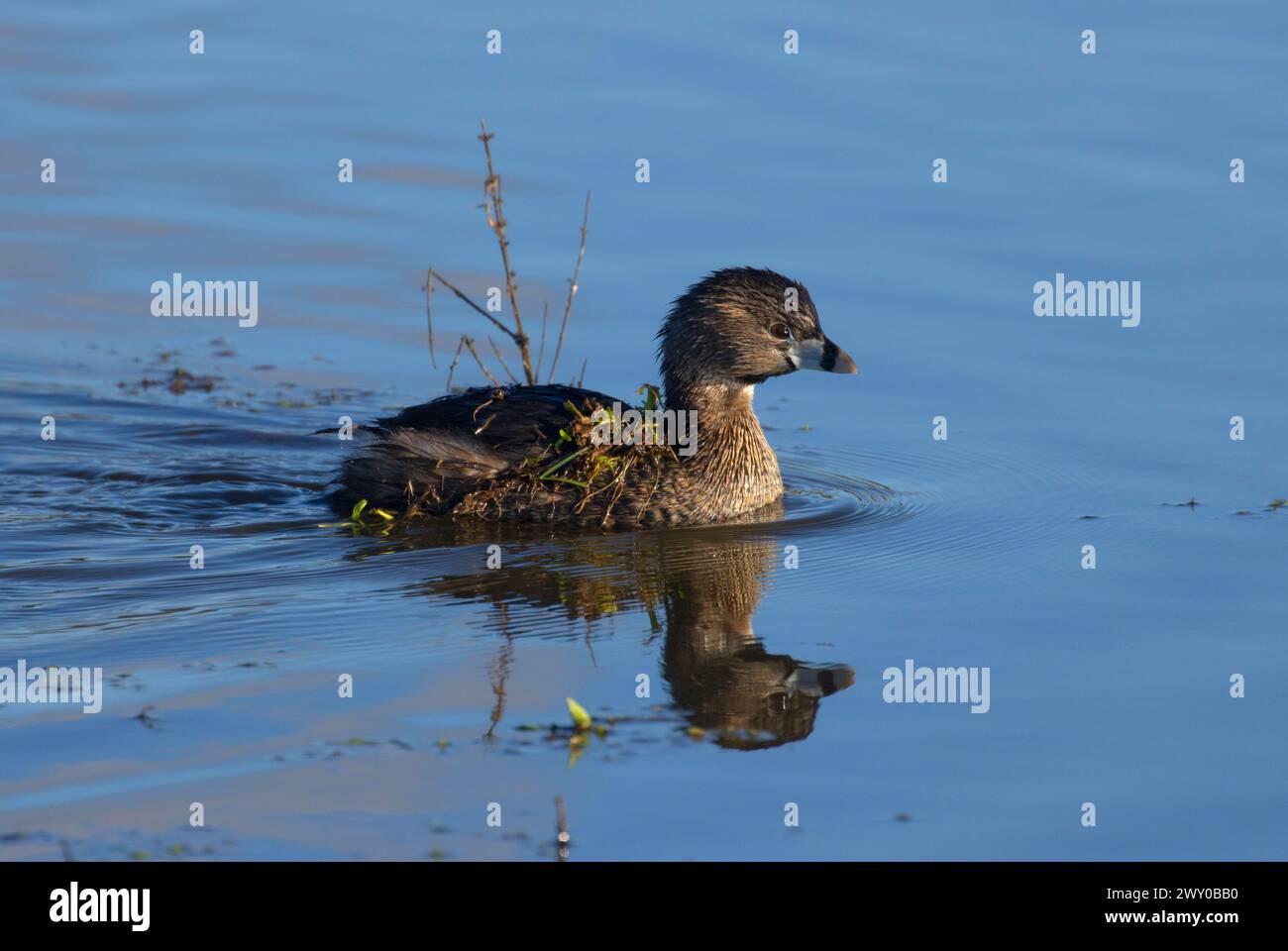 Pied-billed grebe (Podilymbus podiceps), Ridgefield National Wildlife Refuge, Washington Stockfoto