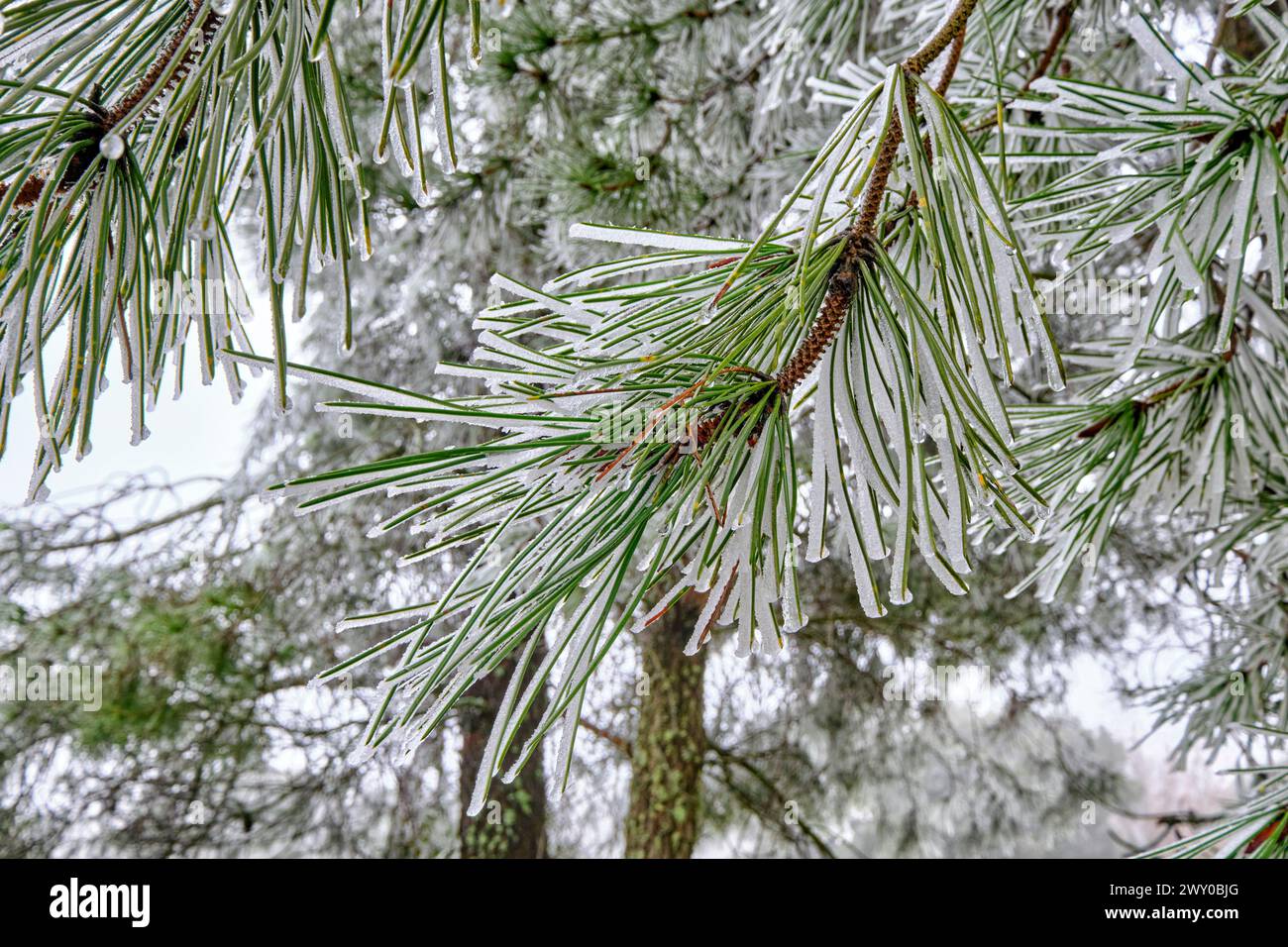 Eine Kiefer bedeckt mit Eis und Frost. Ifanes, Miranda do Douro. Trás-os-Montes, Portugal Stockfoto