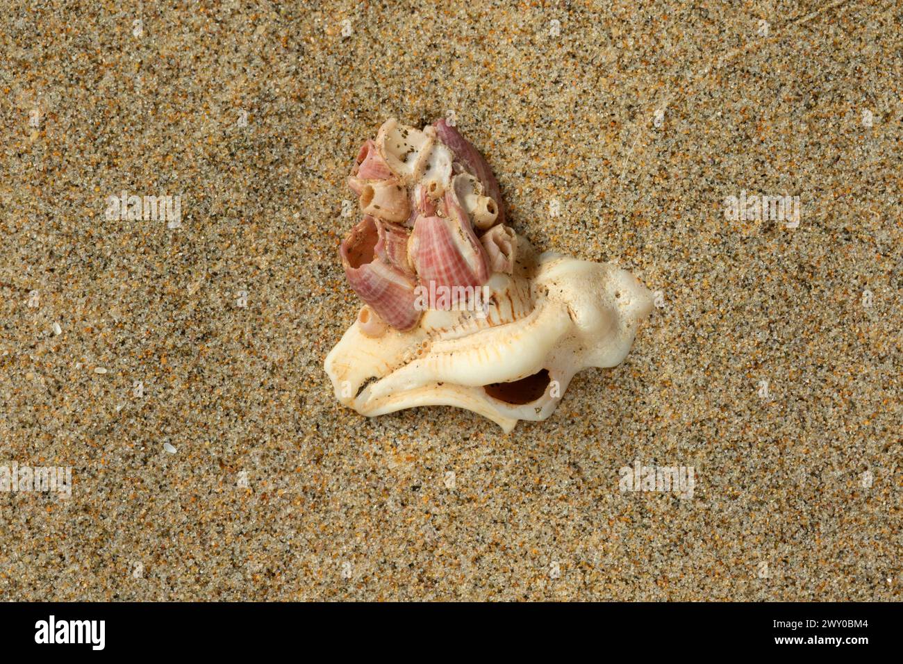 Rot gestreifte Acorn Barnacle Shell Stockfoto