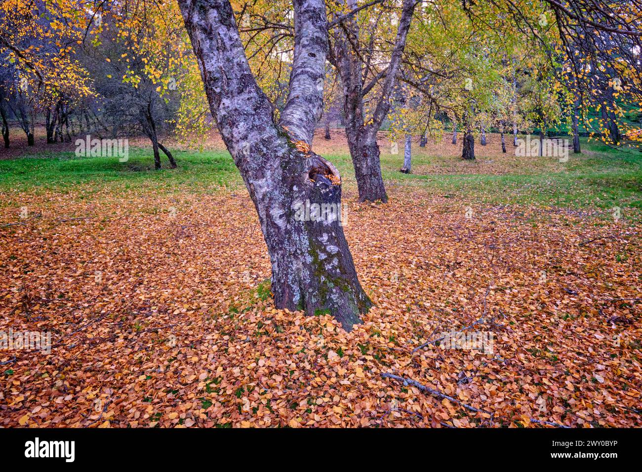 Birken im Herbst am Covão da Ponte. Manteigas, Naturpark Serra da Estrela. Portugal Stockfoto