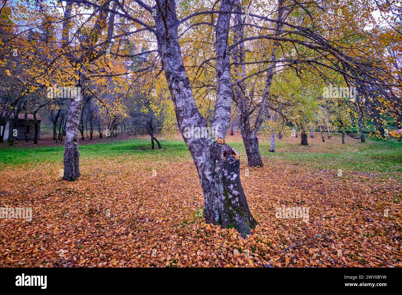 Birken im Herbst am Covão da Ponte. Manteigas, Naturpark Serra da Estrela. Portugal Stockfoto