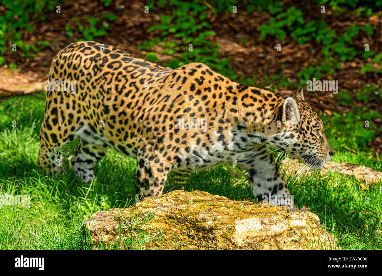 Nahaufnahme eines Jaguar (Panthera onca), männlicher Erwachsener. Lebt in Mexiko, Zentralamerika, der nördlichen Hälfte Südamerikas, Brasilien. Stockfoto