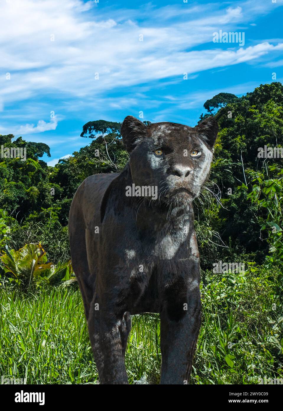 Nahaufnahme eines schwarzen Jaguar (Panthera onca), männlicher Erwachsener. Lebt in Mexiko, Zentralamerika, der nördlichen Hälfte Südamerikas, Brasilien. Stockfoto