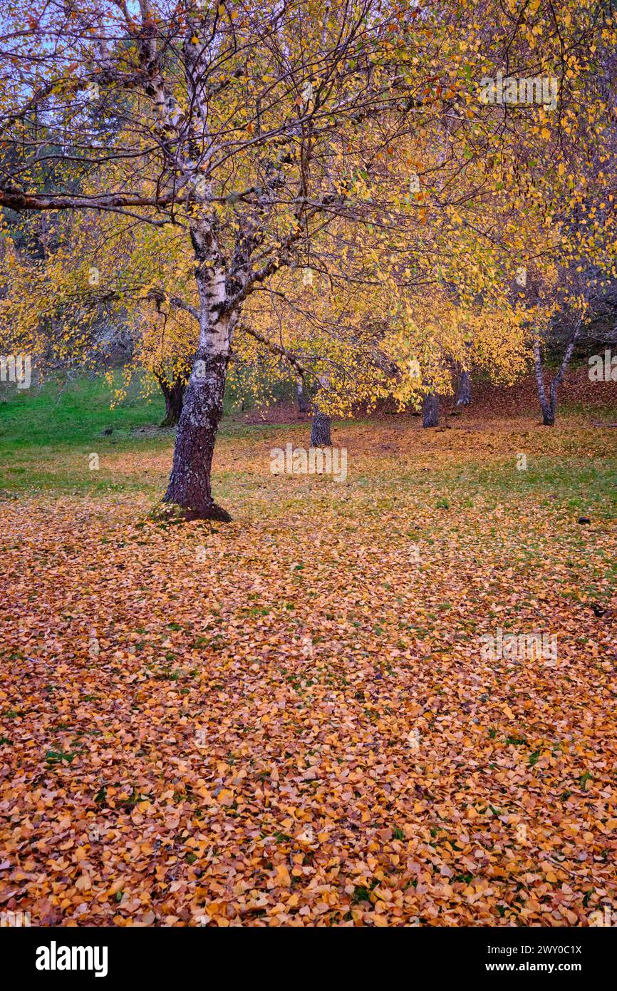 Birken im Herbst am Covão da Ponte. Manteigas, Naturpark Serra da Estrela. Portugal Stockfoto