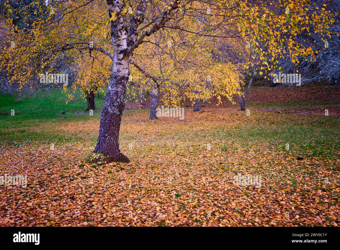 Birken im Herbst am Covão da Ponte. Manteigas, Naturpark Serra da Estrela. Portugal Stockfoto
