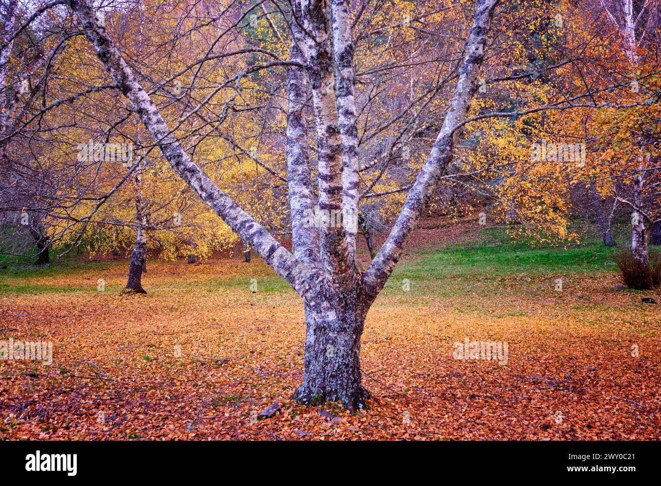 Birken im Herbst am Covão da Ponte. Manteigas, Naturpark Serra da Estrela. Portugal Stockfoto