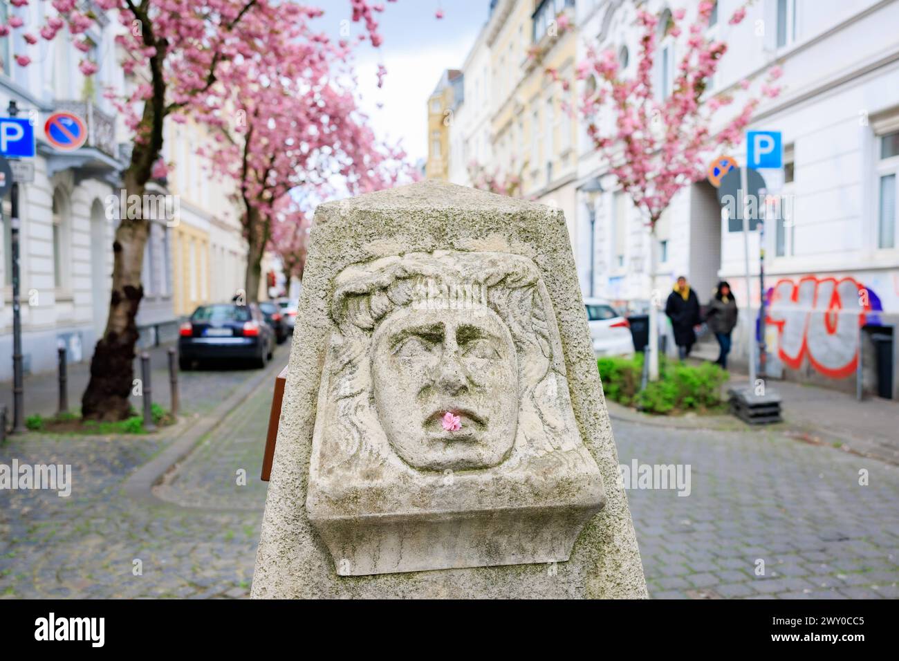 Eine Kirschblüte an der Skulptur der Trauermaske - die weltbekannte KirschbluÌˆtenpracht im Herzen der Altstadt von Bonn. Die weiterhin heranwachsenden KirschbluÌˆten bilden einen KirschbluÌˆtentunnel in der Heerstraße, den zahlreichen Besucher aus aller Welt heranzieht. HierfuÌˆr sperrt die Stadt Bonn voraussichtlich an drei Wochenenden im April die betreffenden Straßen. 02.04.2024 Bonn Altstadt NRW Deutschland *** Eine Kirschblüte auf der Skulptur der Trauermaske die weltberühmte Kirschblütenpracht im Herzen der Bonner Altstadt die Kirschblüten, die weiter wachsen, bilden eine Kirschblüte Stockfoto