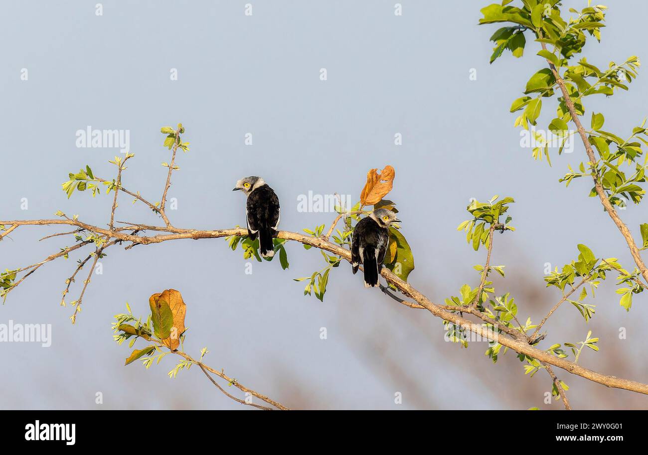 Ein Paar Helmetshrikes mit weißem Kamm, Prionops plumatus, thront auf einem Zweig eines Baumes in Südafrika. Stockfoto