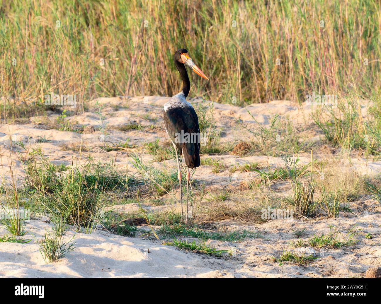 Ein Sattelschnabelstorch, Ephippiorhynchus senegalensis, ein großer Vogel mit buntem Gefieder, steht auf einem Sandstrand in Südafrika. Die bir Stockfoto