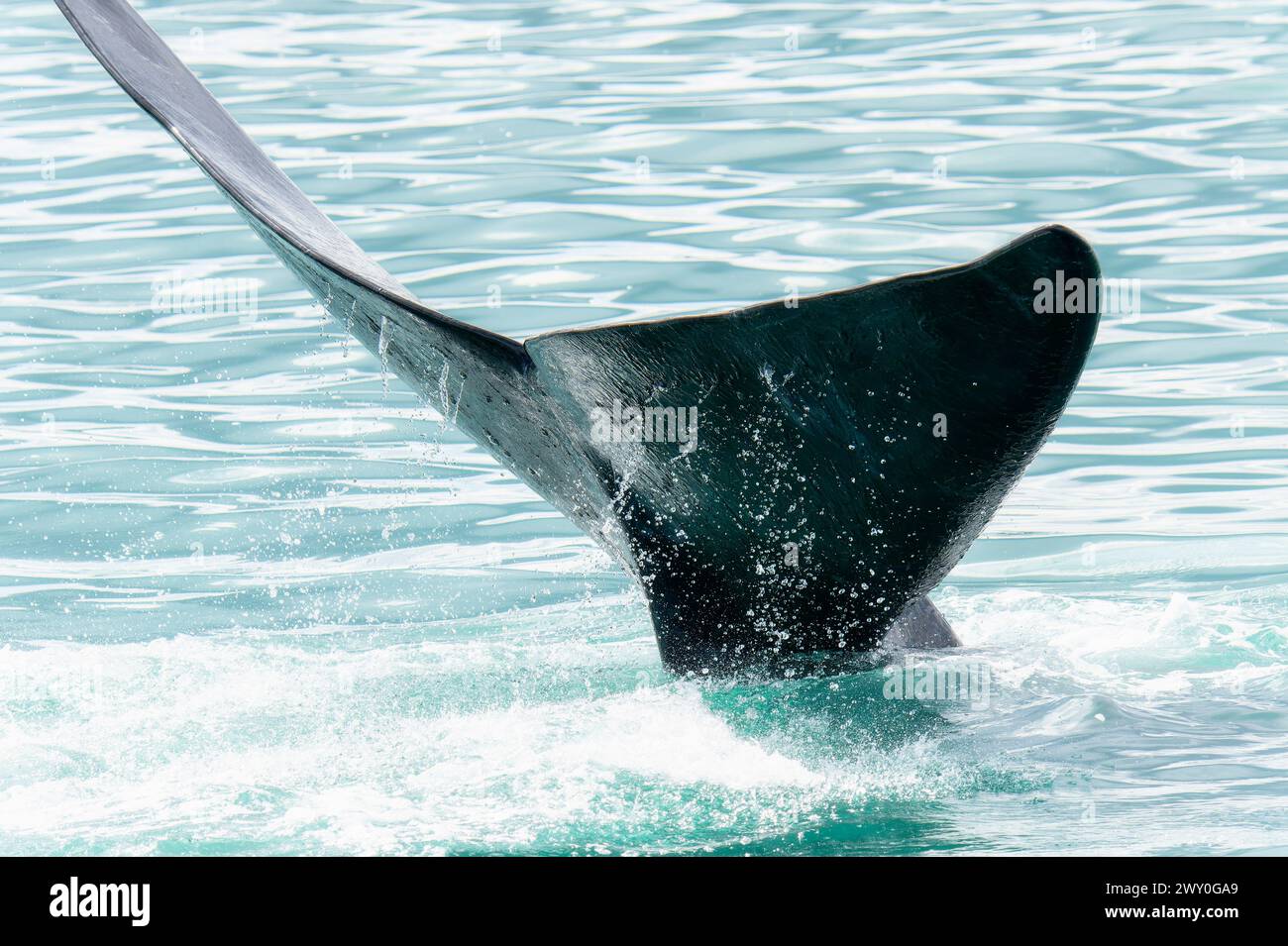 Ein Südlicher Glattwal, Eubalaena australis, ist sichtbar, als er die Wasseroberfläche in Südafrika durchbricht. Die massive Schwanzflosse ist unverwechselbar mit Stockfoto
