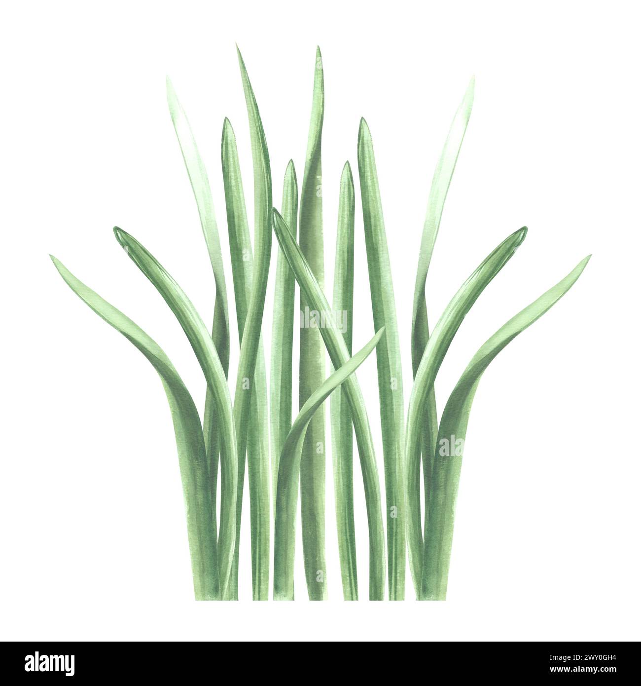 Ein Haufen grünes Gras. Isolierte handgezeichnete Aquarellillustration von Grün, Kraut. Zeichentrickwiesen-Pflanzenzeichnung. Botanische Vorlage für Begrüßung Stockfoto