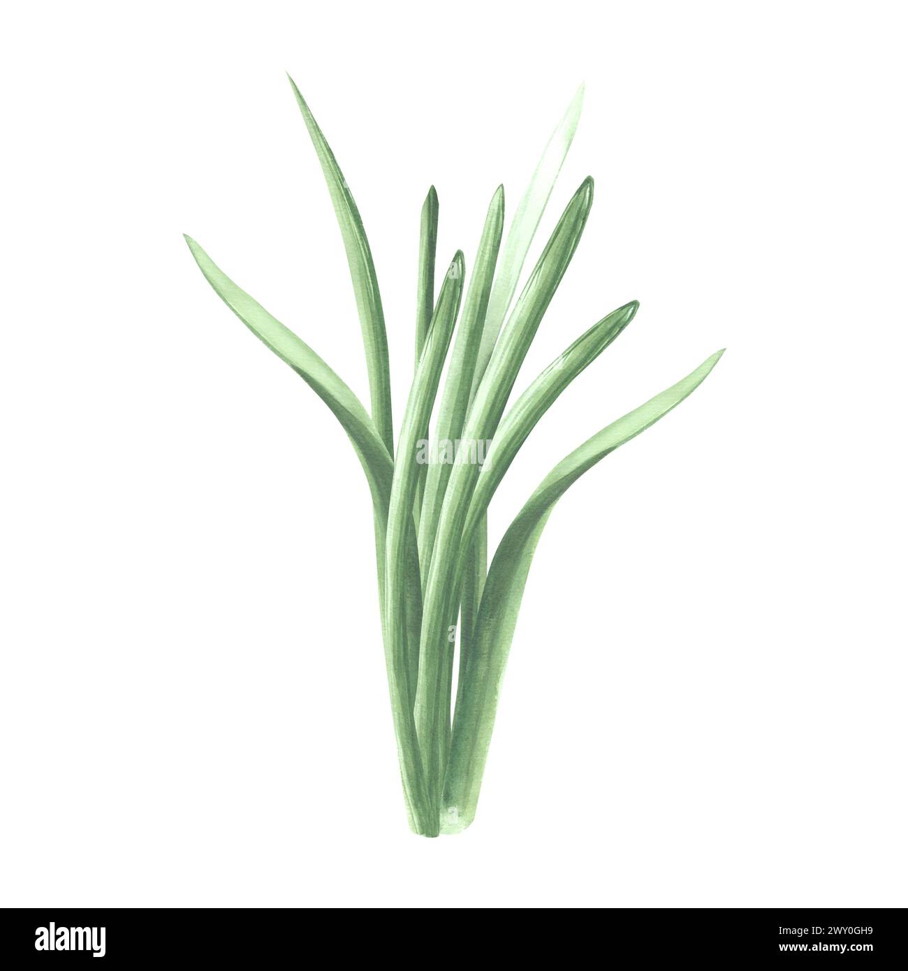 Ein Haufen grünes Gras. Isolierte handgezeichnete Aquarellillustration von Grün, Kraut. Zeichentrickwiesen-Pflanzenzeichnung. Botanische Vorlage für Begrüßung Stockfoto