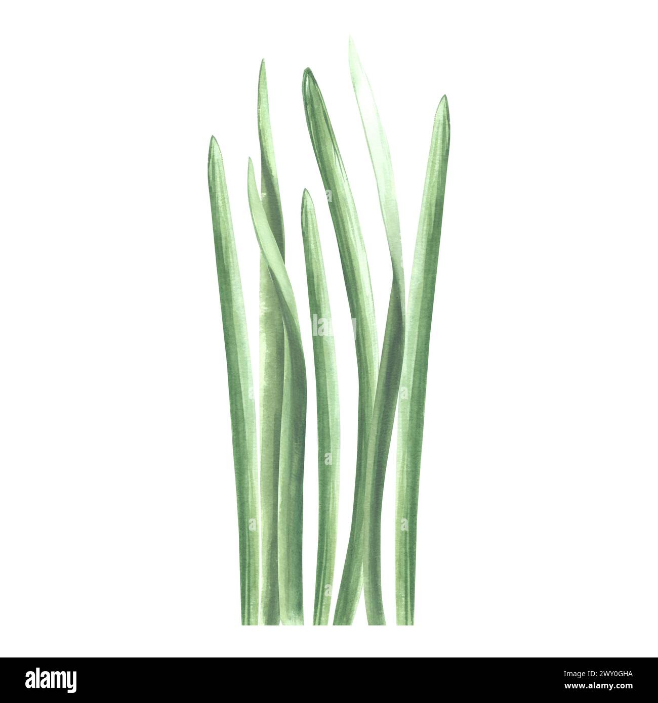 Ein Haufen grünes Gras. Isolierte handgezeichnete Aquarellillustration von Grün, Kraut. Zeichentrickwiesen-Pflanzenzeichnung. Botanische Vorlage für Begrüßung Stockfoto