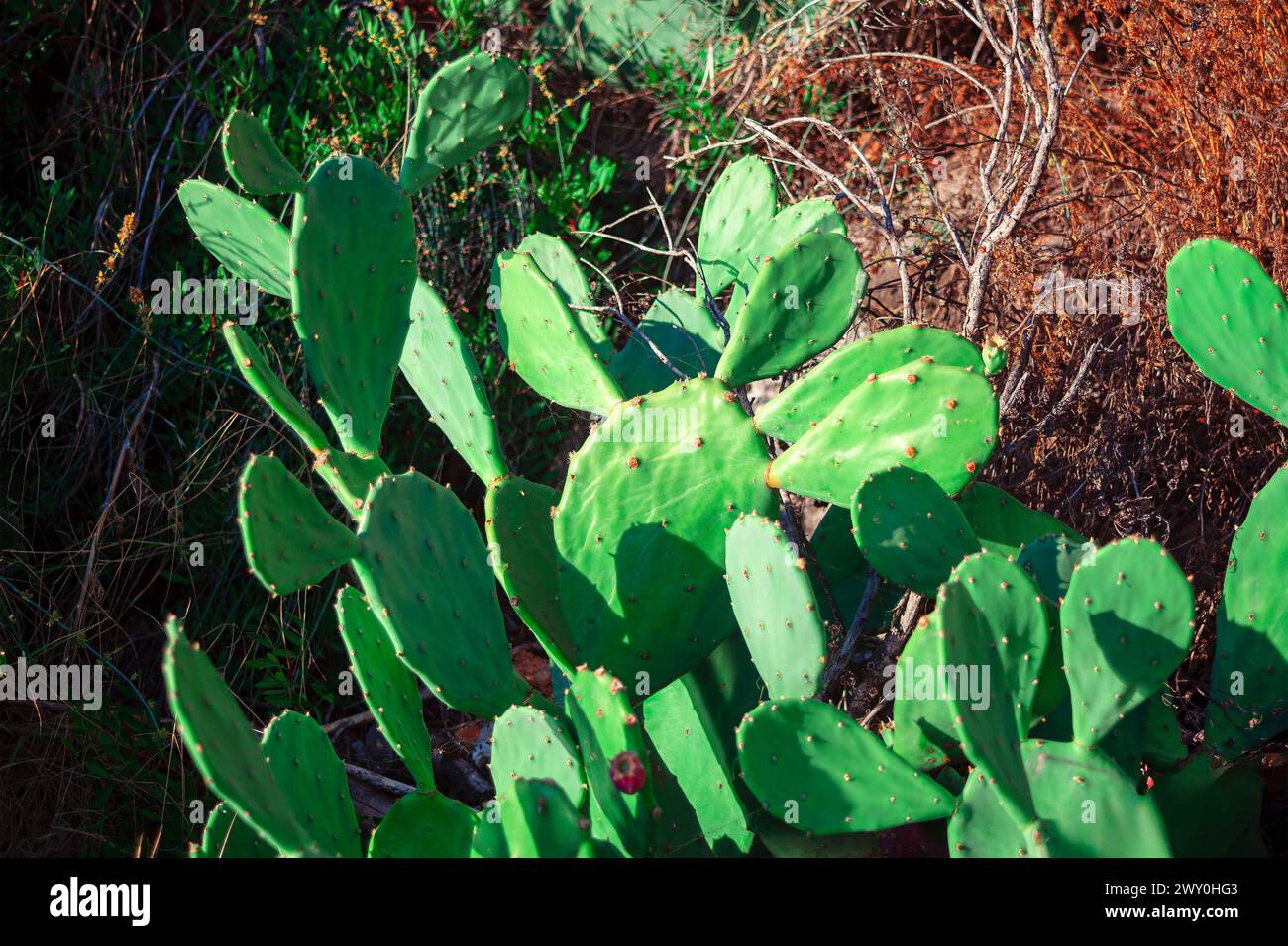 Grüner Kaktuskaktus, der auf der Insel Sardinien wächst Stockfoto