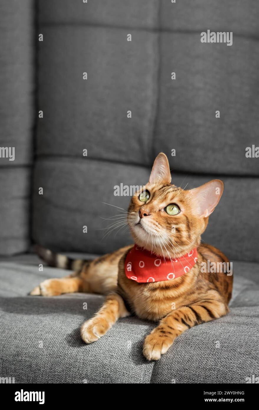 Eine bengalische Katze liegt auf einem grauen Sofa im Wohnzimmer. Katze im Innenraum. Kopierbereich. Stockfoto