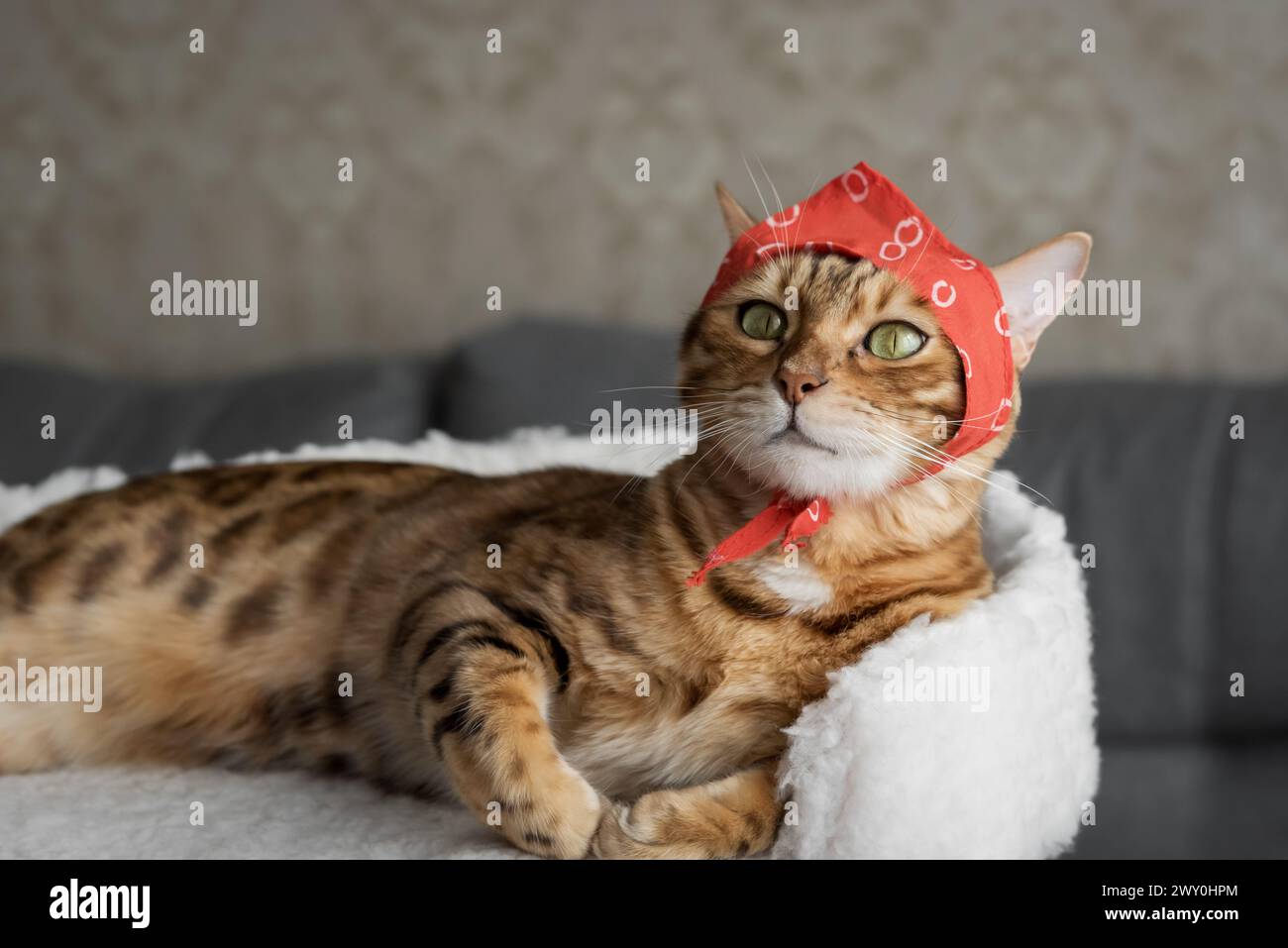 Eine lustige Katze in einem roten Schal ruht im Wohnzimmer. Stockfoto