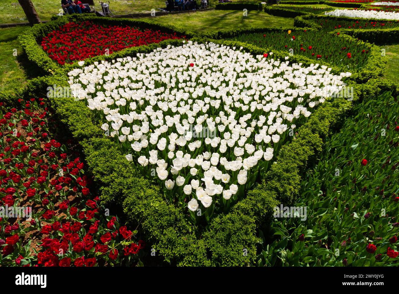 Weiße und rote Tulpenbetten in einem Park. Frühlingsblütenkonzept Foto. Stockfoto
