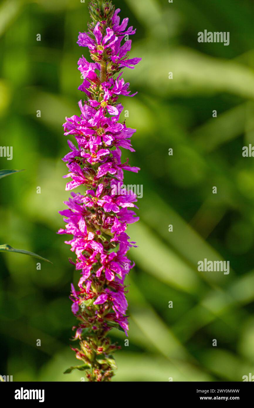 Lythrum salicaria Blume Stockfoto