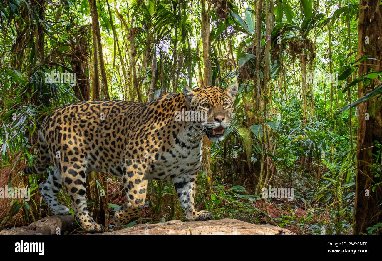 Nahaufnahme eines Jaguar (Panthera onca), männlicher Erwachsener. Lebt in Mexiko, Zentralamerika, der nördlichen Hälfte Südamerikas, Brasilien. Stockfoto