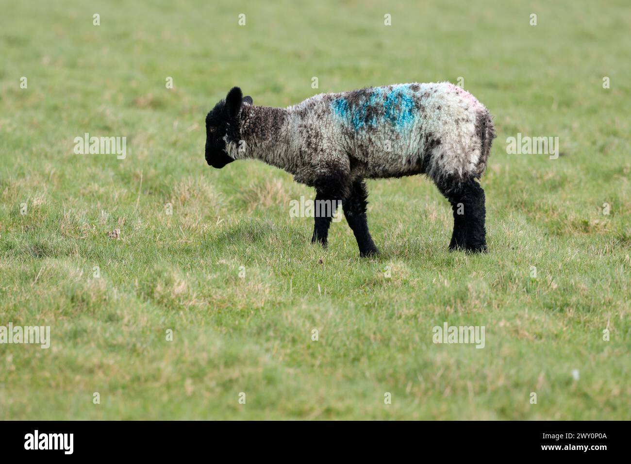 Schwarzes suffolk-Schaf ein einzelnes Lamm mit schwarzem Gesicht und Beinen weißlicher Körper mit dunklen Flecken auf einem seaford-Grasland in der Nähe von Klippen windiger kalter Tag Stockfoto