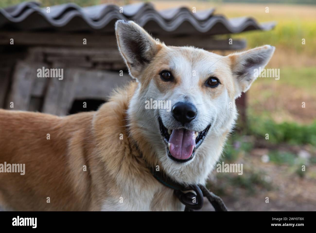 Roter Hund auf der Straße. Mischhund auf einem Bauernhof im Dorf. Stockfoto