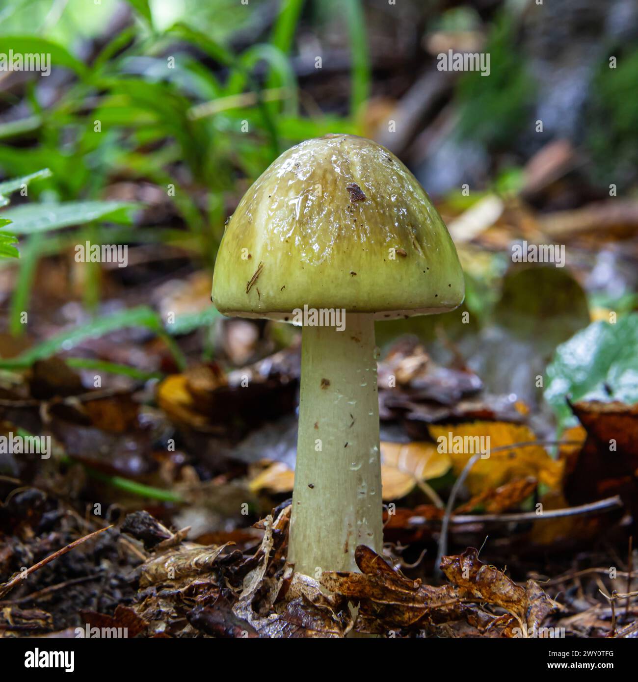 Giftpilze blasser Kehlkopf im Gras, Nahaufnahme an einem klaren, sonnigen Tag. Kann als Hintergrund oder Hintergrundbild verwendet werden Stockfoto