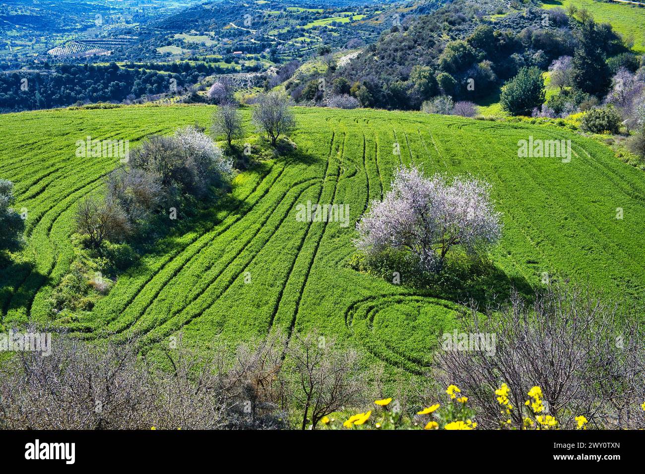 Spurweiten von Traktorreifen auf einer grünen Wiese mit blühenden Mandelbäumen in den Hügeln des westlichen Zyperns Stockfoto