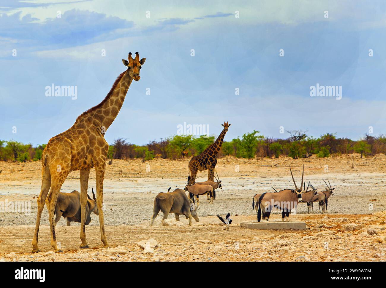Afrikanische Safari-Szene mit weiten offenen Ebenen und Giraffen, Oryx und Eland, die auf der trockenen Savanne stehen Stockfoto