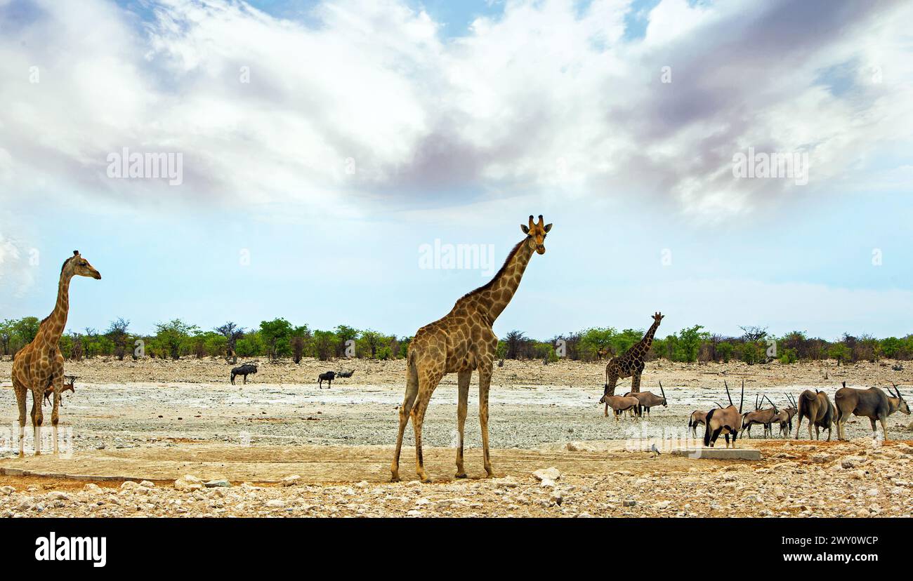 Riesige offene afrikanische Ebenen mit verschiedenen Tieren wie Giraffe, Oryx, Eland, Rote Hartebees und Gnus, die alle während eines Selbstfahrens gesehen werden Stockfoto